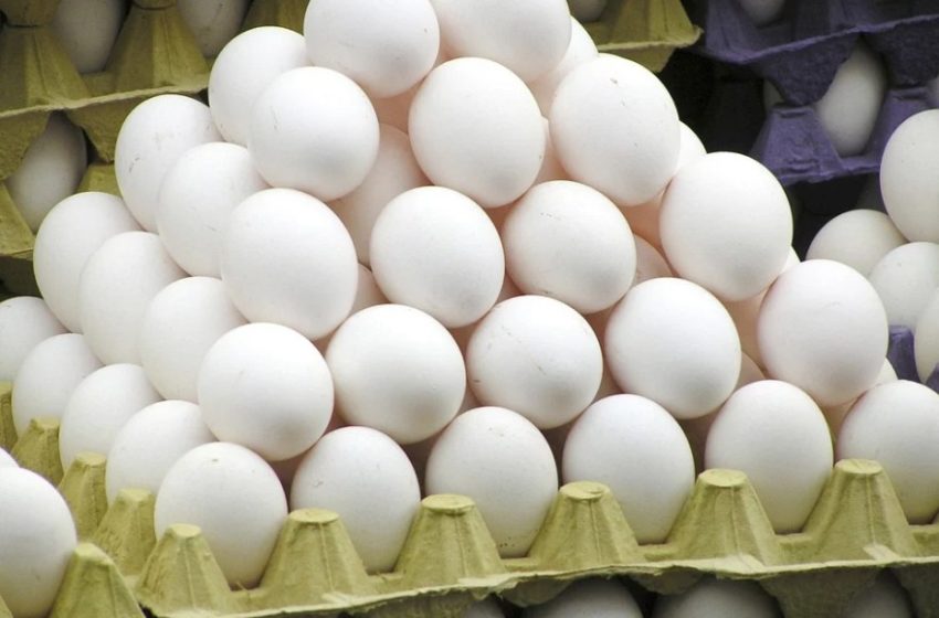  Exportação de ovos comerciais: volume semestral aponta recuperação no quinquênio