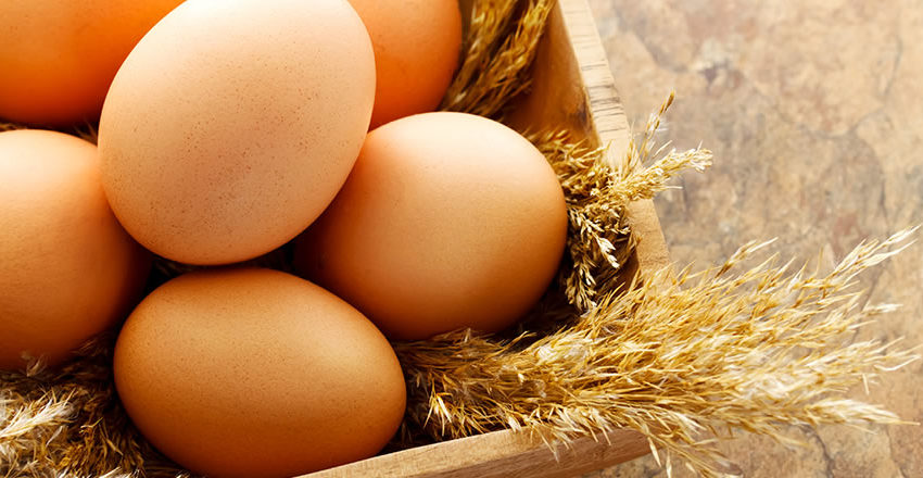  Exportação de ovos comerciais segue apresentando redução de volume