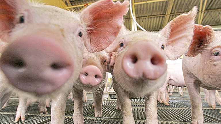  Exportação de carne suína mantém alta de 11,5% em 2021, diz ABPA