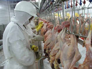  Paraná registra crescimento na produção de frangos, suínos e leite