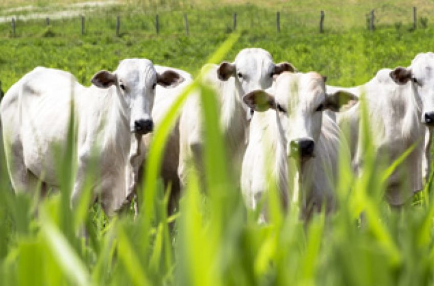  Tecnologia e sustentabilidade podem elevar produtividade da pecuária bovina, aponta estudo