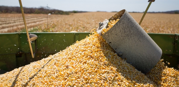  Exportações de milho devem aumentar no início do ano