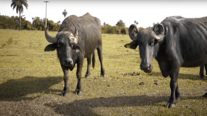  Entidade nacional de criadores de búfalos deplora maus tratos contra animais em Brotas