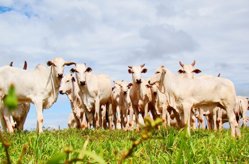  Brasil já desenvolve técnicas para reduzir emissão de metano na pecuária