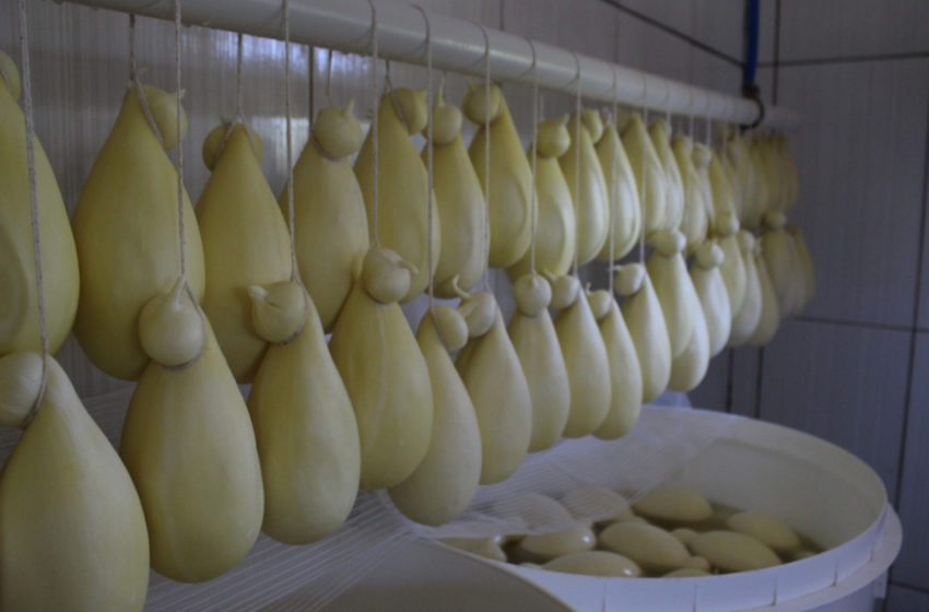  Projeto busca a caracterização do queijo Cabacinha no Vale do Jequitinhonha