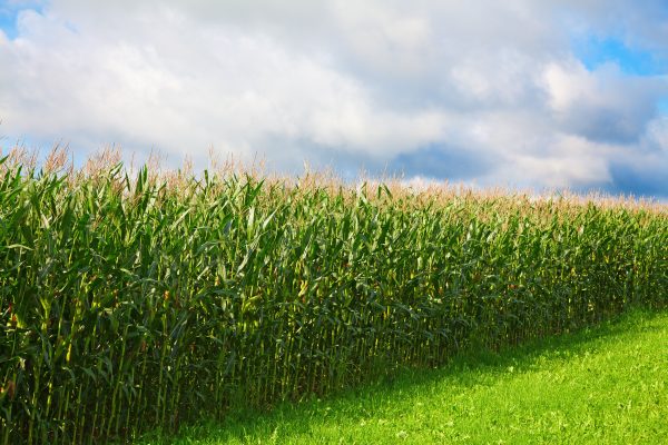  Consumo de milho vai disparar, e Brasil será líder
