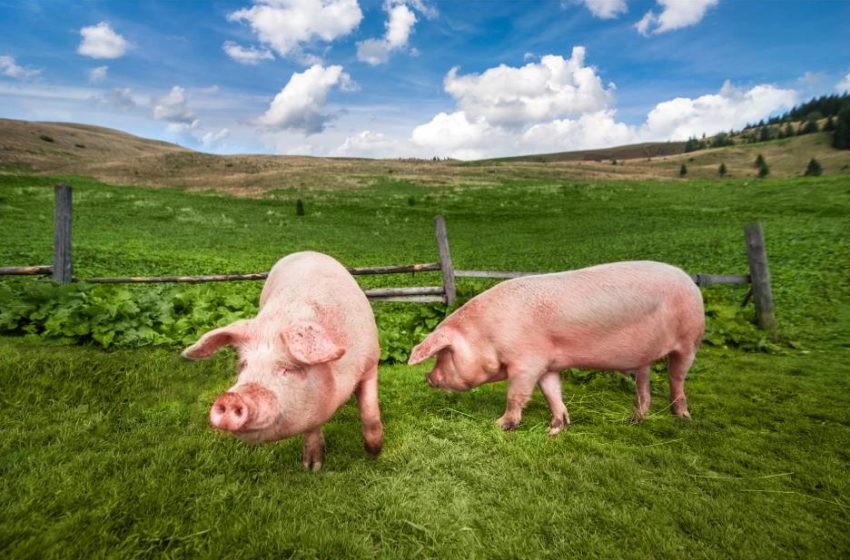  Consumo de carne suína aumenta no fim do ano