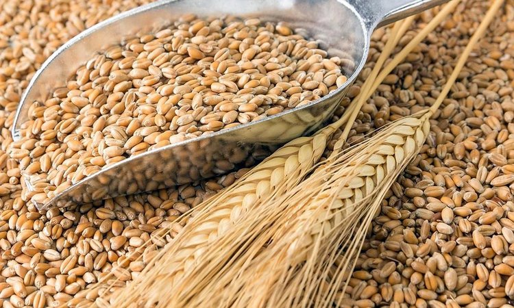  Preço do trigo deve se manter atrativo ao vendedor