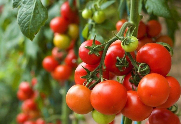  Entidade alerta para custos de produção do tomate