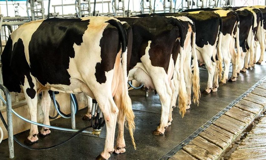  Especialistas recomendam dieta fria para vacas