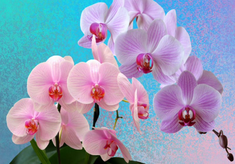  Epamig dá dicas para o cultivo de orquídeas